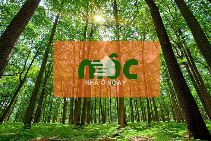 phong thủy phòng ngủ mệnh mộc